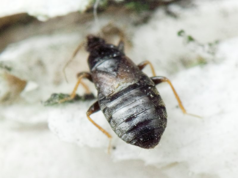 Xylocoris cursitans (Fallén, 1807)